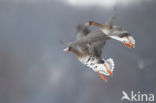 White-fronted goose (Anser albifrons)