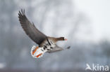 White-fronted goose (Anser albifrons)