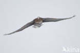 White-fronted goose (Anser albifrons)