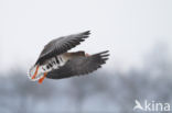 White-fronted goose (Anser albifrons)