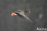 White-fronted goose (Anser albifrons)