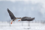 White-fronted goose (Anser albifrons)