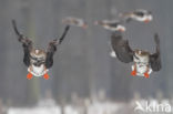 White-fronted goose (Anser albifrons)