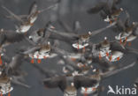 White-fronted goose (Anser albifrons)