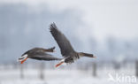 White-fronted goose (Anser albifrons)