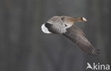 White-fronted goose (Anser albifrons)