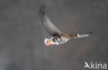 White-fronted goose (Anser albifrons)