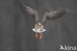 White-fronted goose (Anser albifrons)