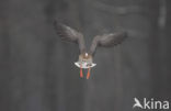 White-fronted goose (Anser albifrons)