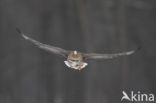 White-fronted goose (Anser albifrons)