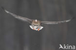 White-fronted goose (Anser albifrons)