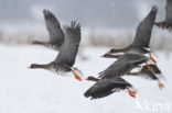 White-fronted goose (Anser albifrons)