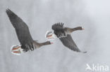 White-fronted goose (Anser albifrons)