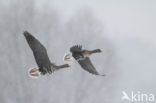 White-fronted goose (Anser albifrons)