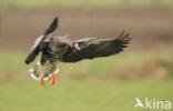 White-fronted goose (Anser albifrons)