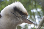 Laughing kookaburra (Dacelo novaeguineae)