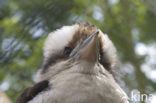 Laughing kookaburra (Dacelo novaeguineae)