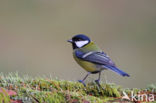 Great Tit (Parus major)