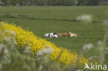 Koolzaad (Brassica napus)