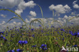 Korenbloem (Centaurea cyanus) 