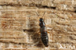 rove beetle (Acrotona sylvicola)