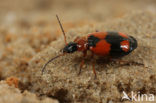 Kruispronkloopkever (Lebia cruxminor)