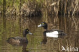 Tufted Duck (Aythya fuligula)