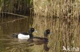 Tufted Duck (Aythya fuligula)