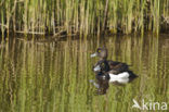 Tufted Duck (Aythya fuligula)