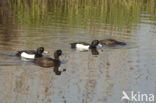 Tufted Duck (Aythya fuligula)