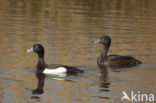 Tufted Duck (Aythya fuligula)