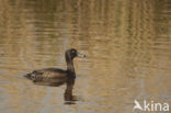 Tufted Duck (Aythya fuligula)