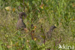 Common Quail (Coturnix coturnix)