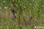 Common Quail (Coturnix coturnix)