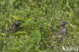 Common Quail (Coturnix coturnix)