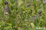 Common Quail (Coturnix coturnix)