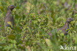 Common Quail (Coturnix coturnix)