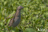 Common Quail (Coturnix coturnix)