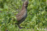 Common Quail (Coturnix coturnix)