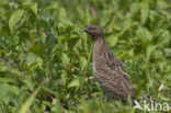 Common Quail (Coturnix coturnix)