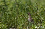 Common Quail (Coturnix coturnix)