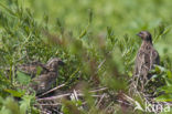 Common Quail (Coturnix coturnix)