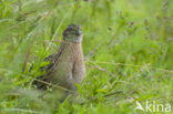 Common Quail (Coturnix coturnix)