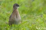 Common Quail (Coturnix coturnix)