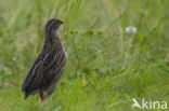 Common Quail (Coturnix coturnix)