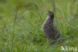 Common Quail (Coturnix coturnix)