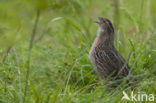 Common Quail (Coturnix coturnix)