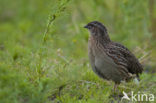 Common Quail (Coturnix coturnix)