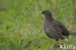 Common Quail (Coturnix coturnix)