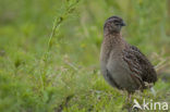 Common Quail (Coturnix coturnix)